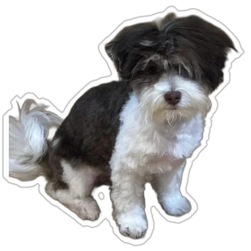 Oliver