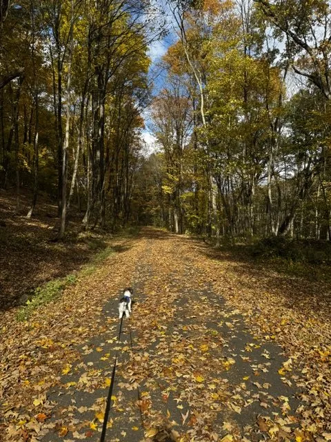 Trail explorers