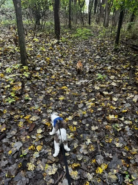 Walk time!