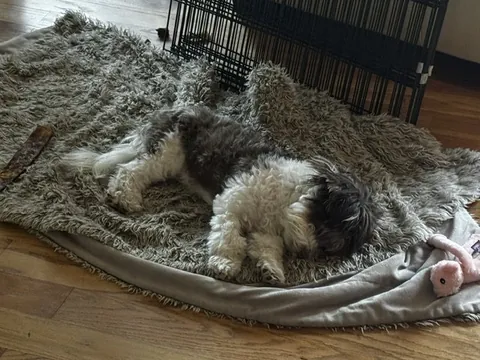 Favorite nap spot