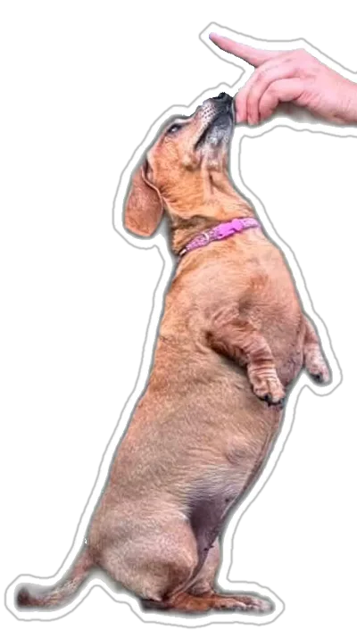 Penny the dachshund standing up tall for a treat